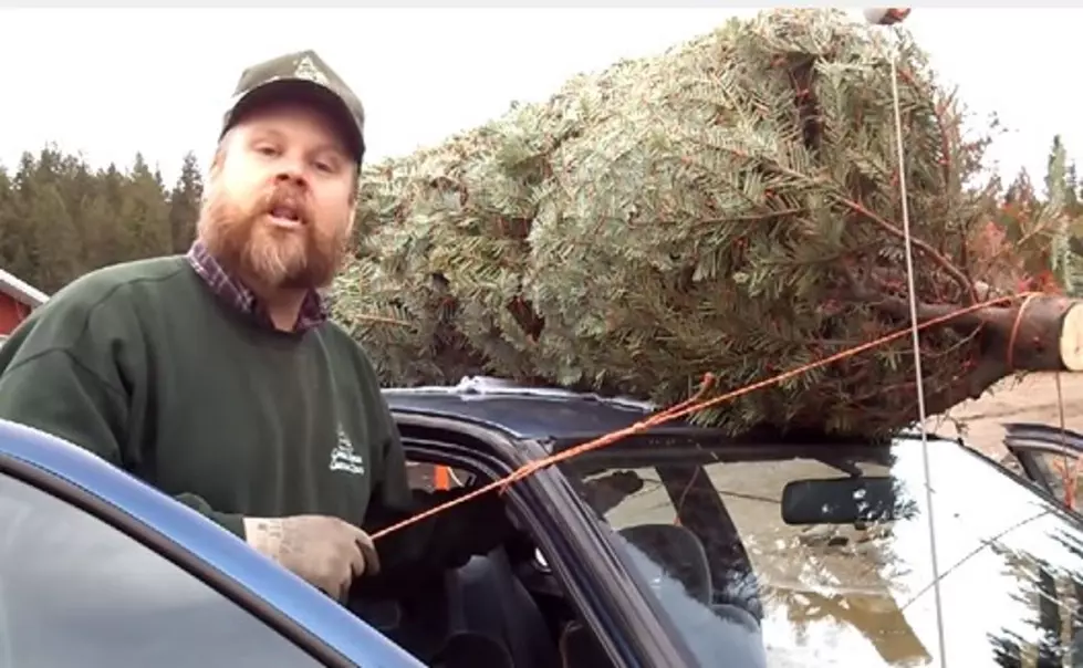 How To Tie A Christmas Tree To The Roof Of Your Car [VIDEO]