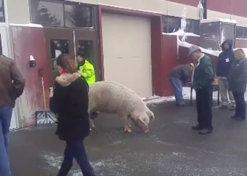 600-Pound Pig Escapes Farm In New Hampshire And Tries To Go And Vote [VIDEO]