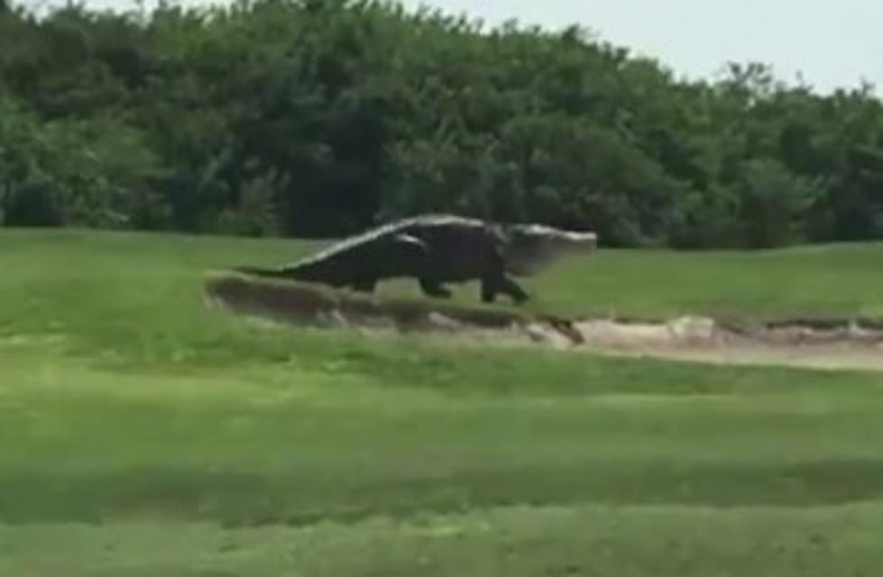 Massive Alligator Strolls Across Golf Course [VIDEO]