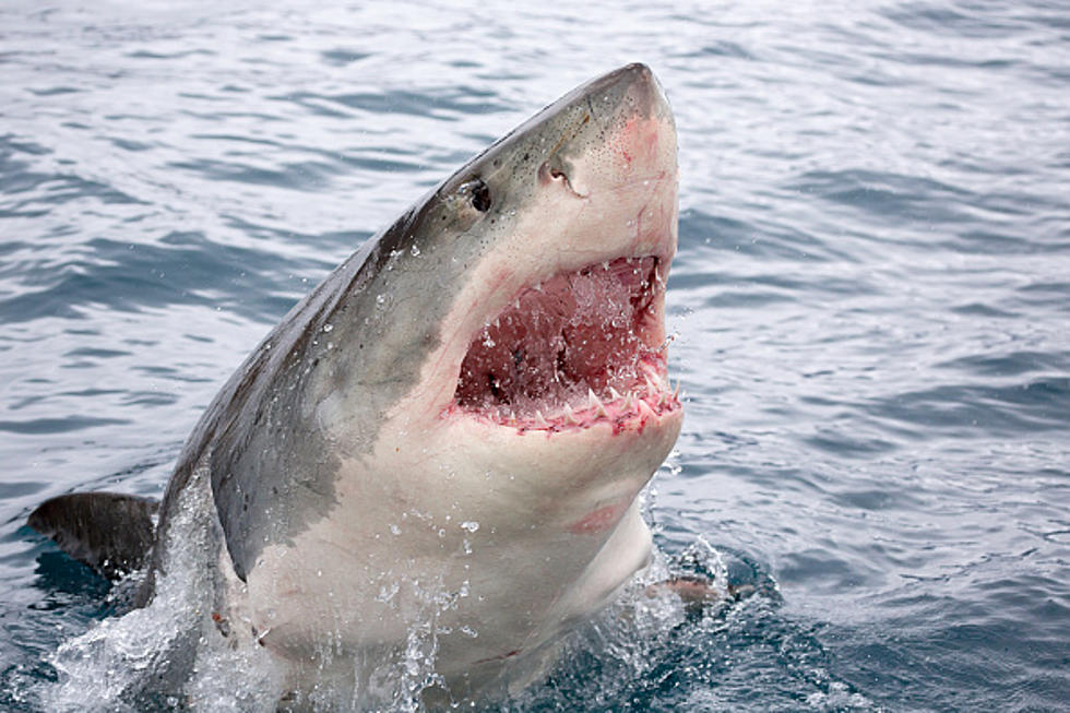 Small Shark Gets Ripped In Half By A Bigger Shark [VIDEO]