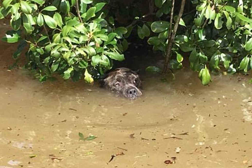 Rescuer Recounts Finding Trapped Dog in Louisiana Flood, ‘Saddest Eyes I Ever Seen’ [PHOTOS]