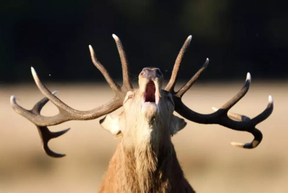 Deer Attacks Driver After Being Hit By SUV [VIDEO]