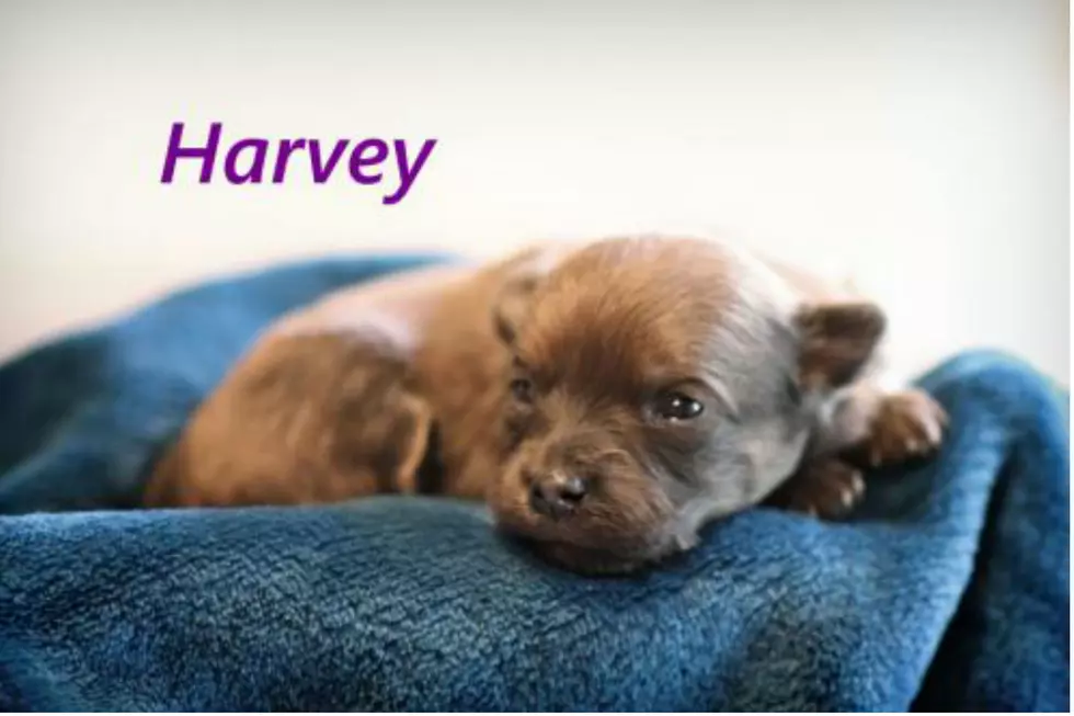 Bristol's Babies: Meet Harvey