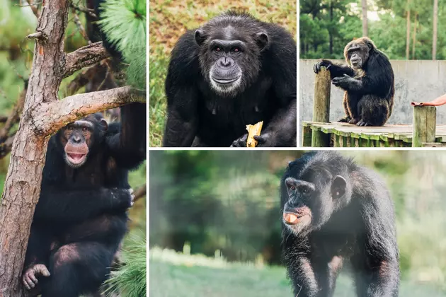 How to Help Chimp Haven Meet Its $50K Donation Match Goal