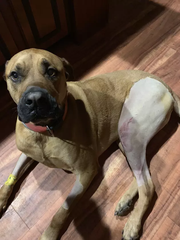 Bristol’s Babies: Update on Bristol’s Dog Cyrus’ Surgery