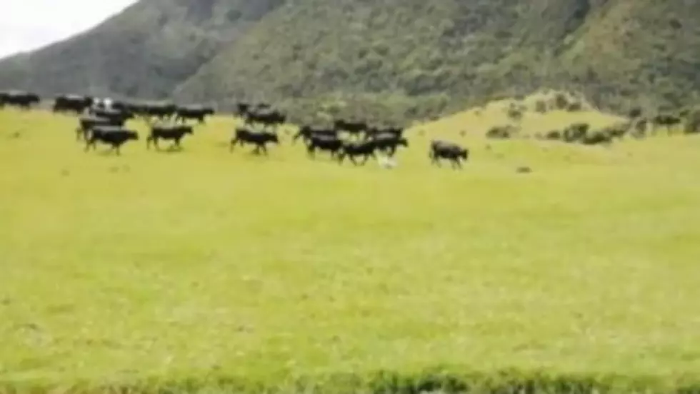 Remote Control Cow Round Up (VIDEO)