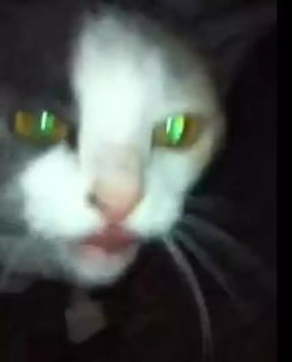 Bristol&#8217;s Crazy Crackhead Kitty (VIDEO)