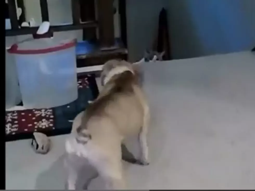 French Bulldog Vs Cat &#8230; Only Thing Wounded Is Pride [Video]