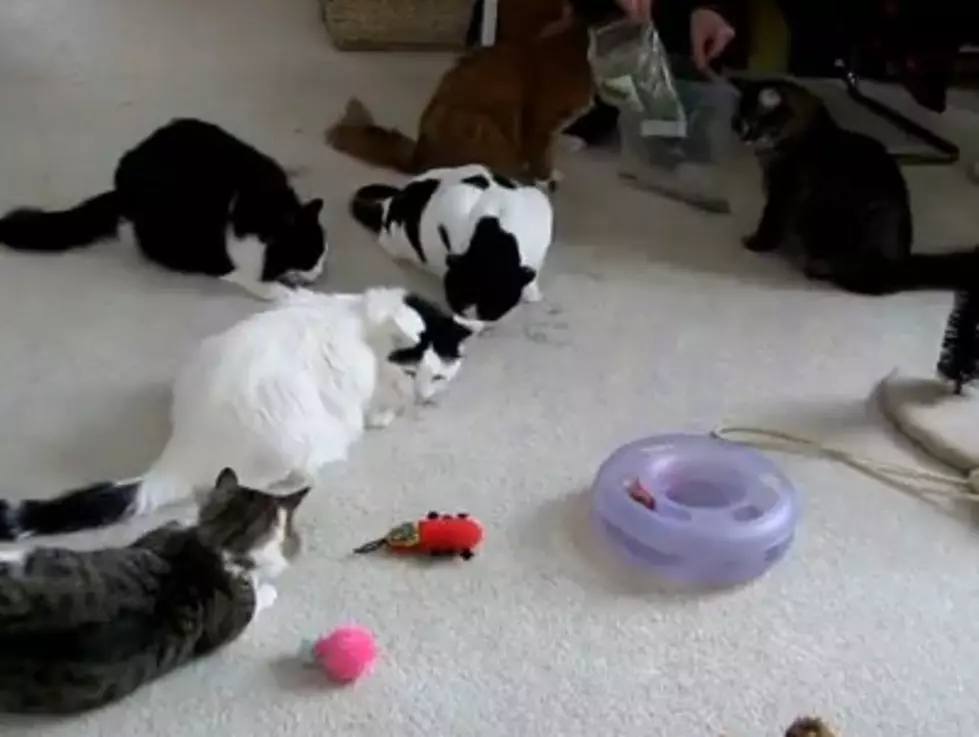 Catnip Party Of 6 Cats Breaks Up FAST! [Video]