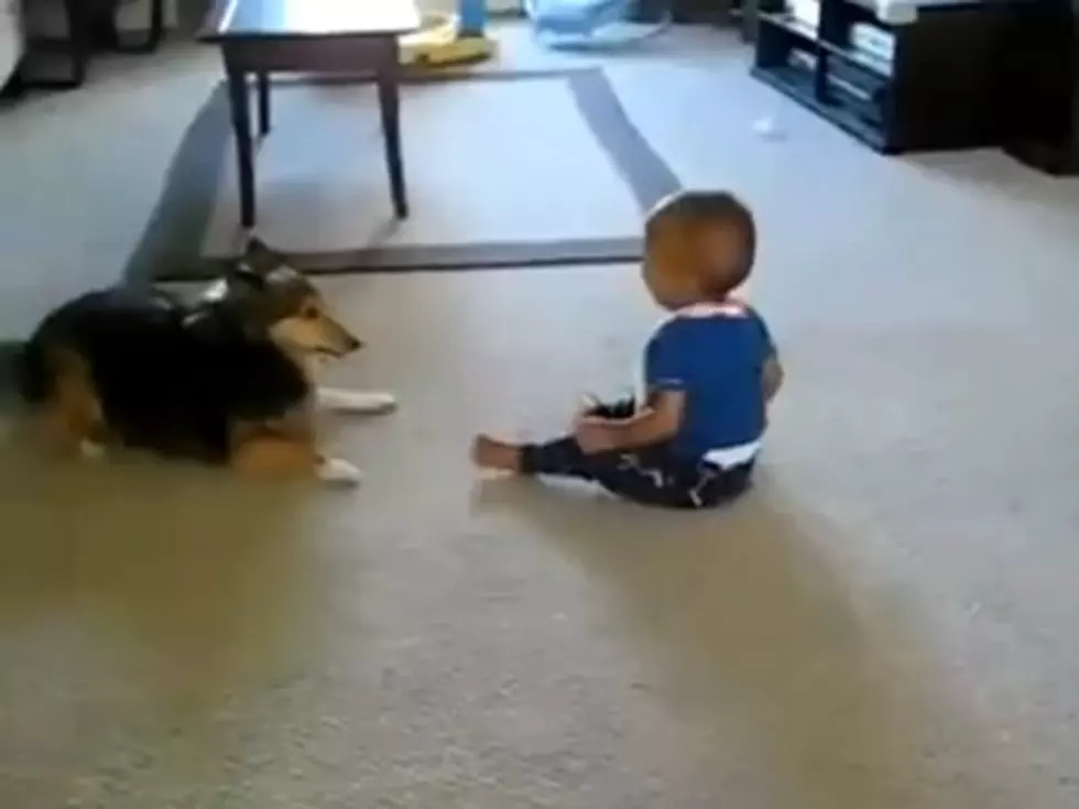 Dog And Baby Playing