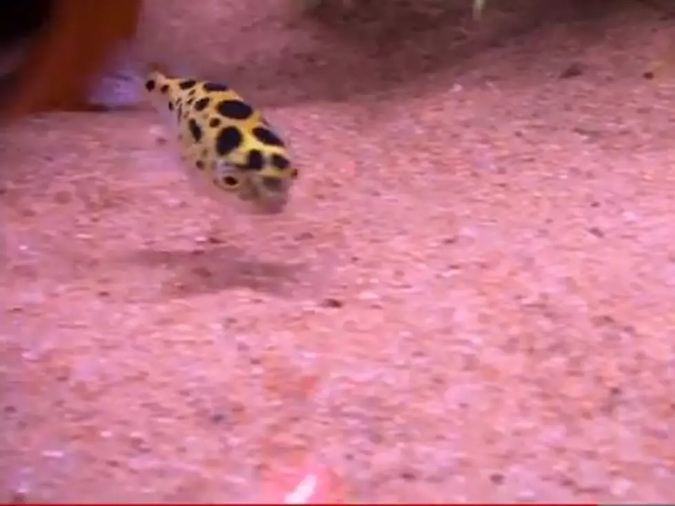 Fish Chasing Laser Pointer [Video]