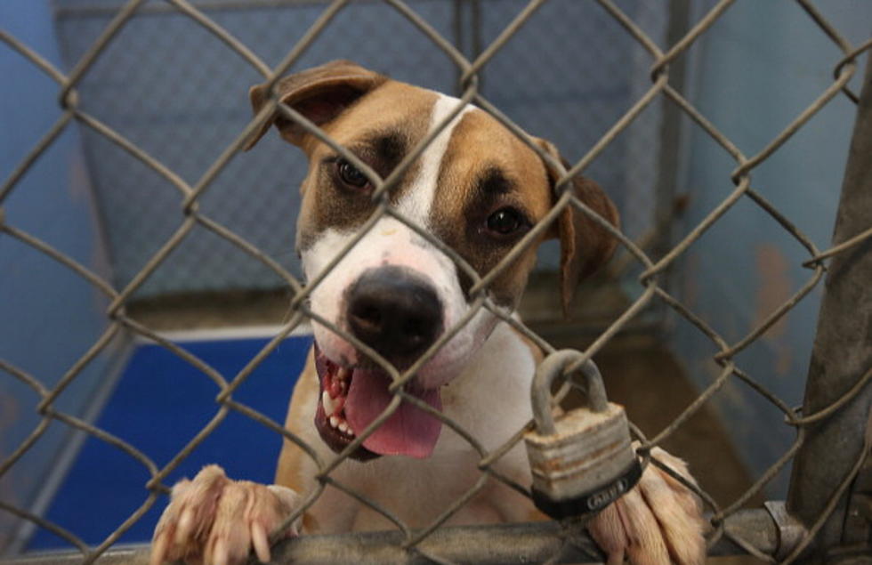 Dogs Moved To Nebraska From Over Populated Louisiana Shelter