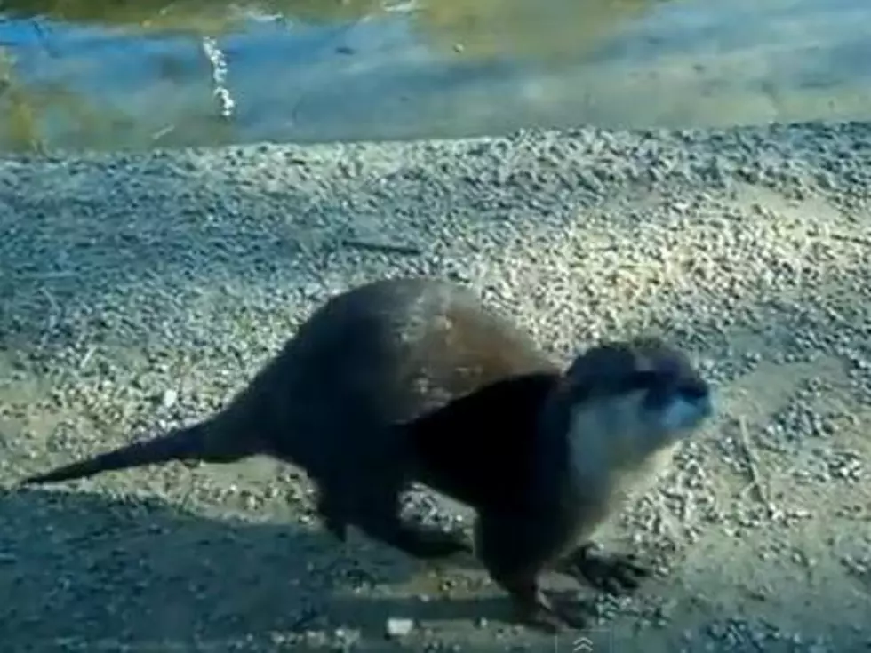 The Daily Aww: Featuring Otters