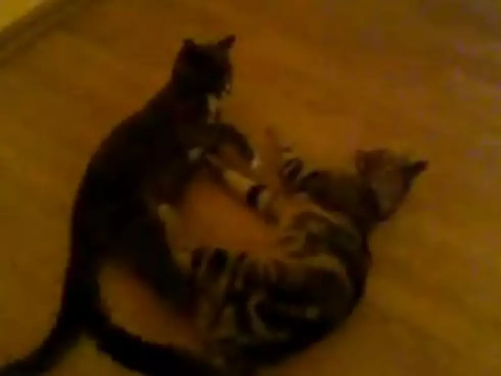 The Daily Aww: Featuring &#8220;Crazy Cats Having Fun&#8221;