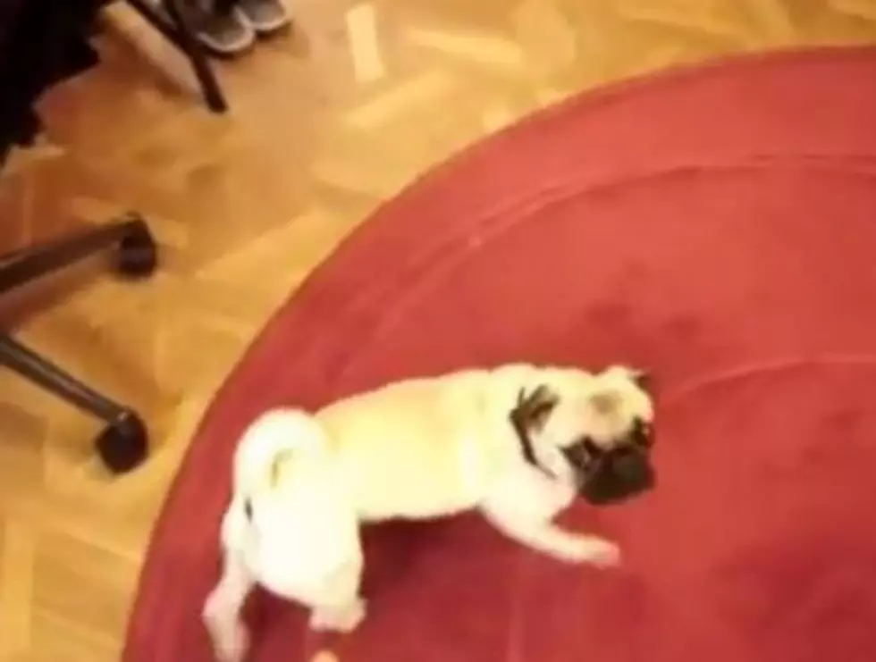 The Daily Aww: Plays Dead