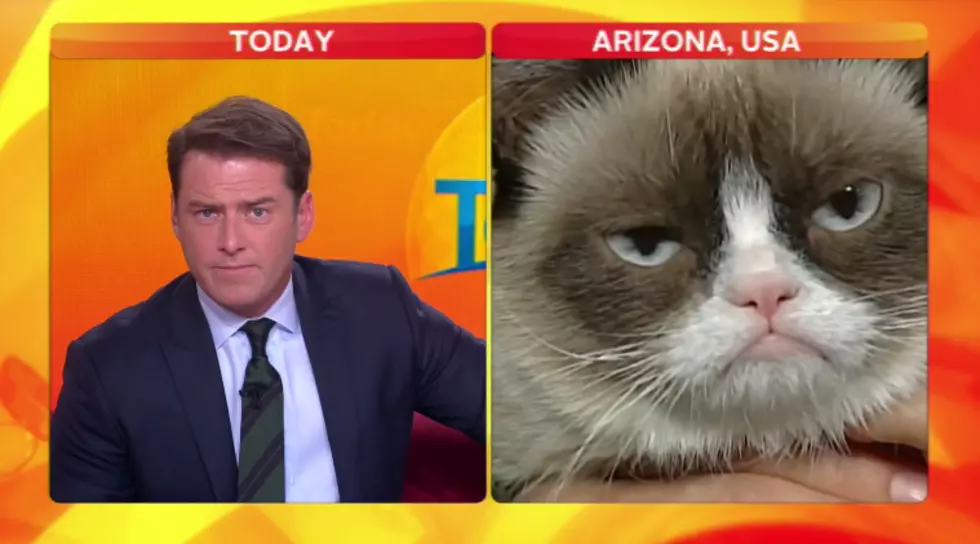 Australian Reporter Karl Stefanovic Loses It On Air During Interview with Grumpy Cat