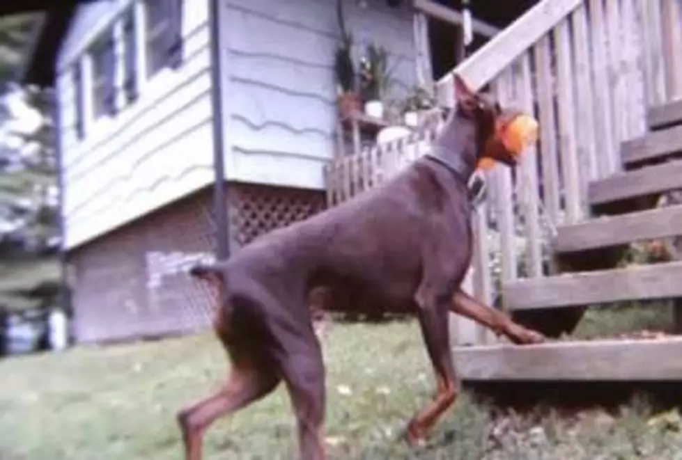 Dog Reunited With Owner After 7 Years [VIDEO]