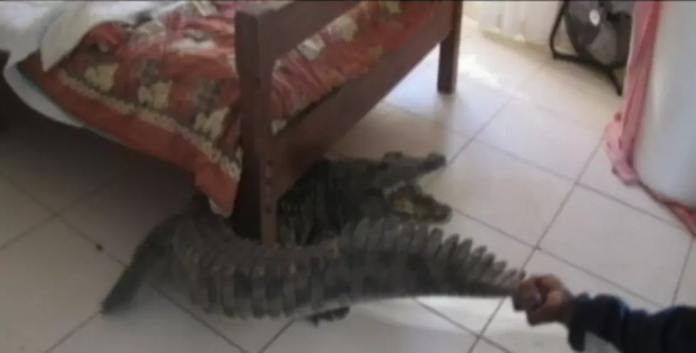 Man Wakes Up to Find Giant Crocodile Under His Bed [Video]