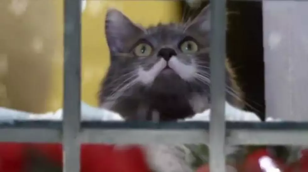 Grumpy Cat Stars in ‘Hard To Be a Cat at Christmas’ Music Video