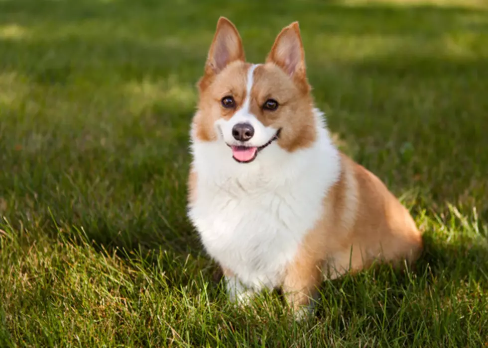 Cute Video of a Corgi That Only Answers to a Bad English Accent