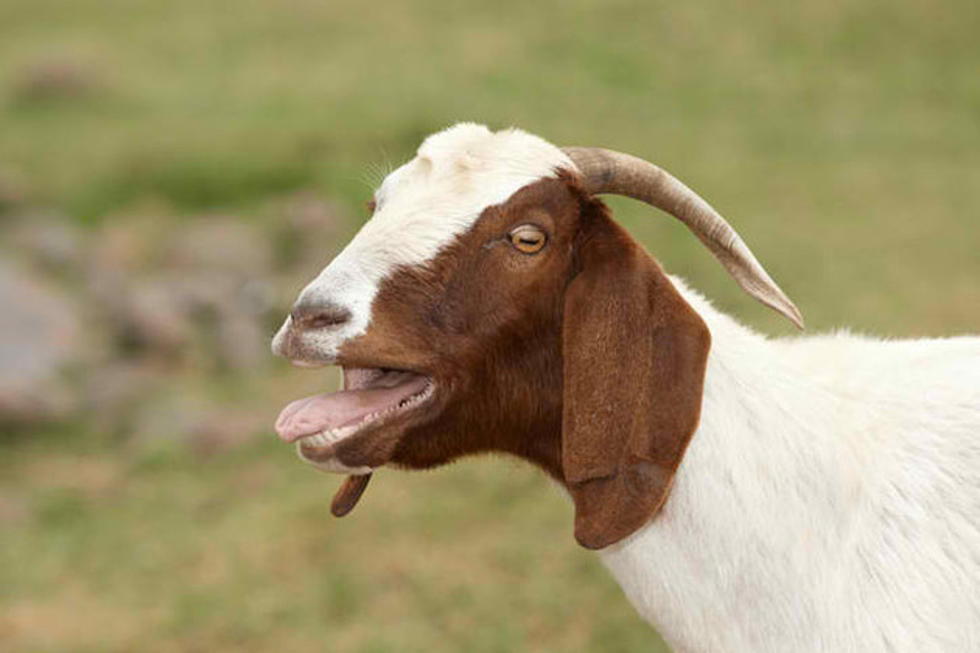 Wimpy Goat Gives It’s All
