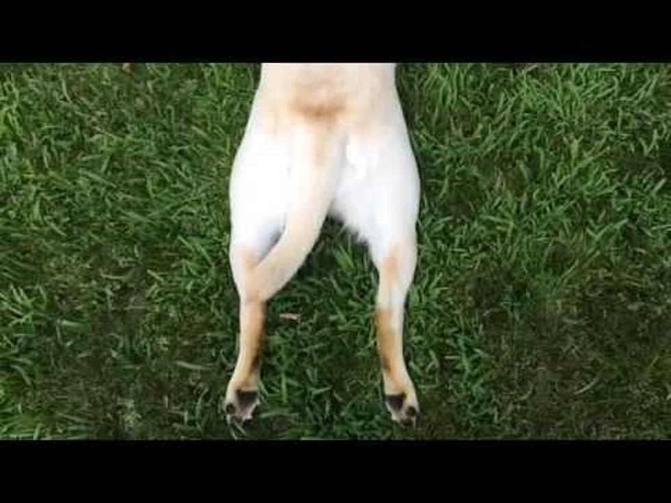 Dog Stops Walking in Strange Way