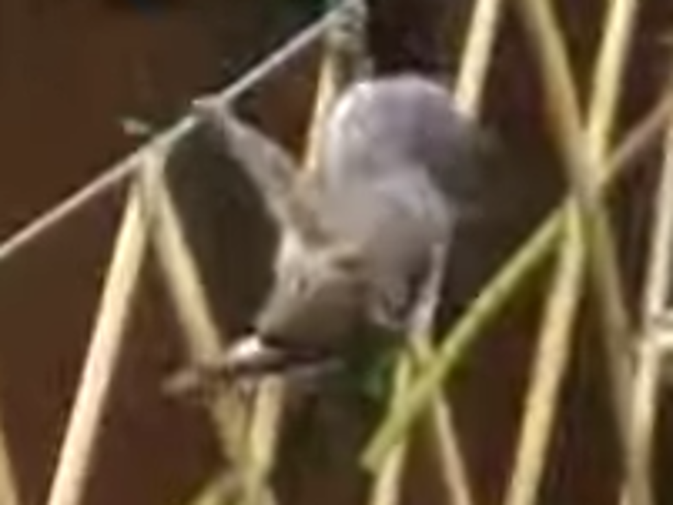 Guy Sets Up an Obstacle Course for Squirrels … Commentates the Action