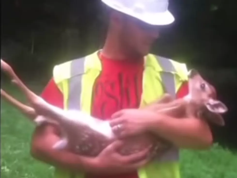 Construction Worker Pets Baby Deer Who Doesn’t Want Him to Stop