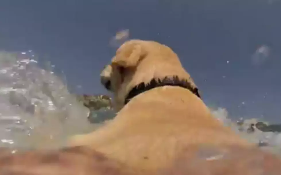 Awesome GoPro Footage From a Dog’s POV