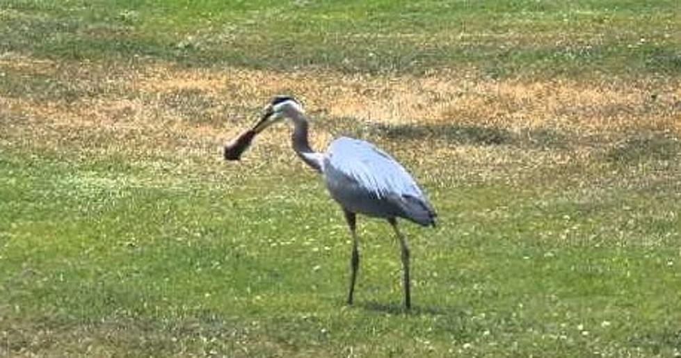 Old Guy Gives Hilarious Commentary About a Blue Heron Catching a Gopher