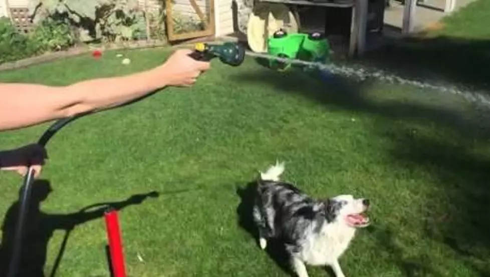 Slow-Motion Dog Attacking Water-Spray Video is Amazing!
