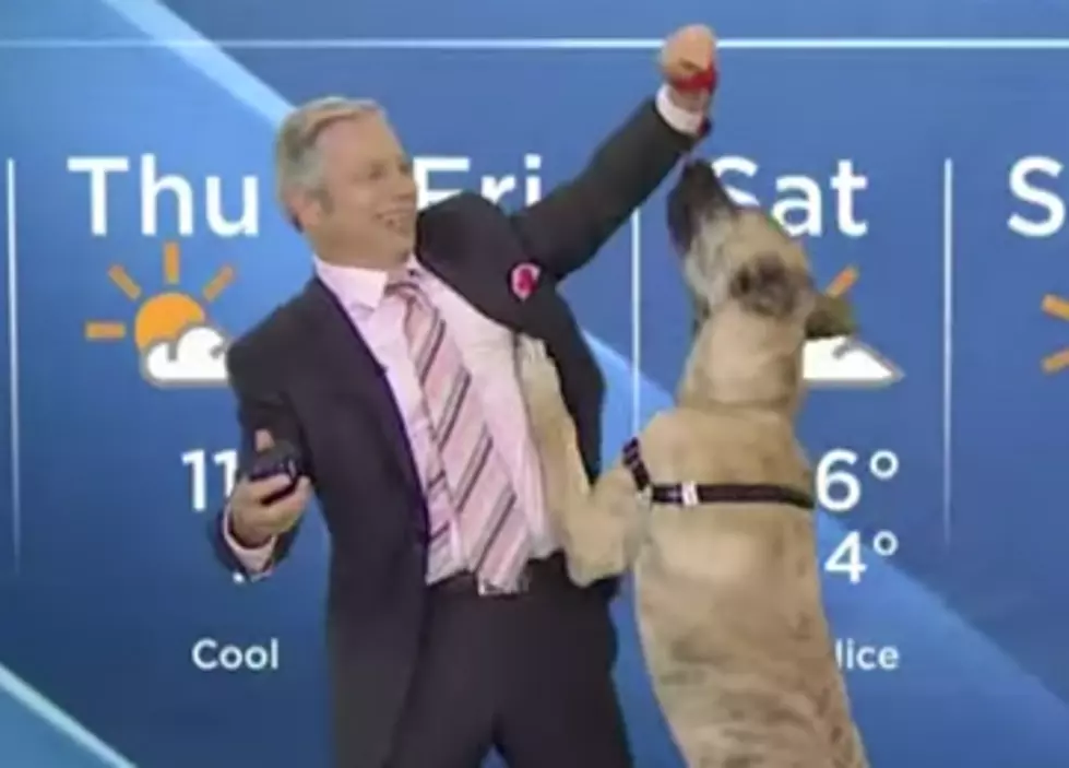 Weatherman vs Dog