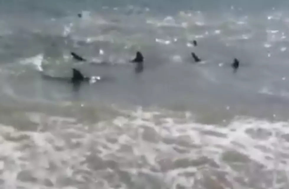 Over 100 Sharks Invade the Beach