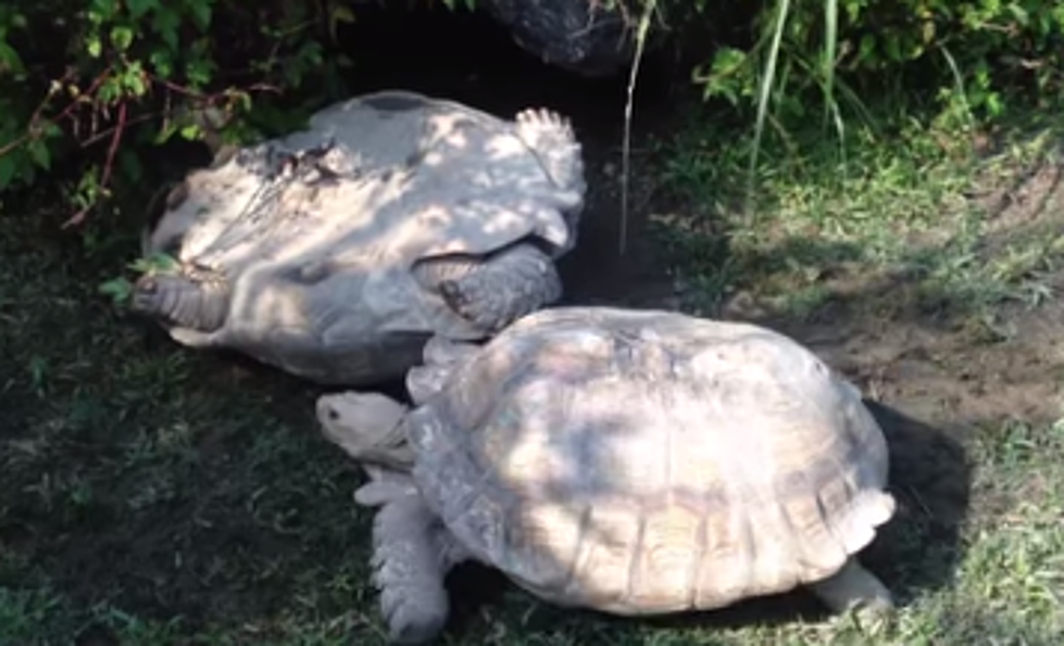 Turtle Gets Flipped on His Back, Friend Turtle Lends a Helping Shell