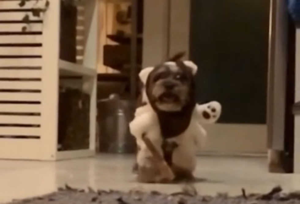 Ewok Pup Shakes It Off [VIDEO]