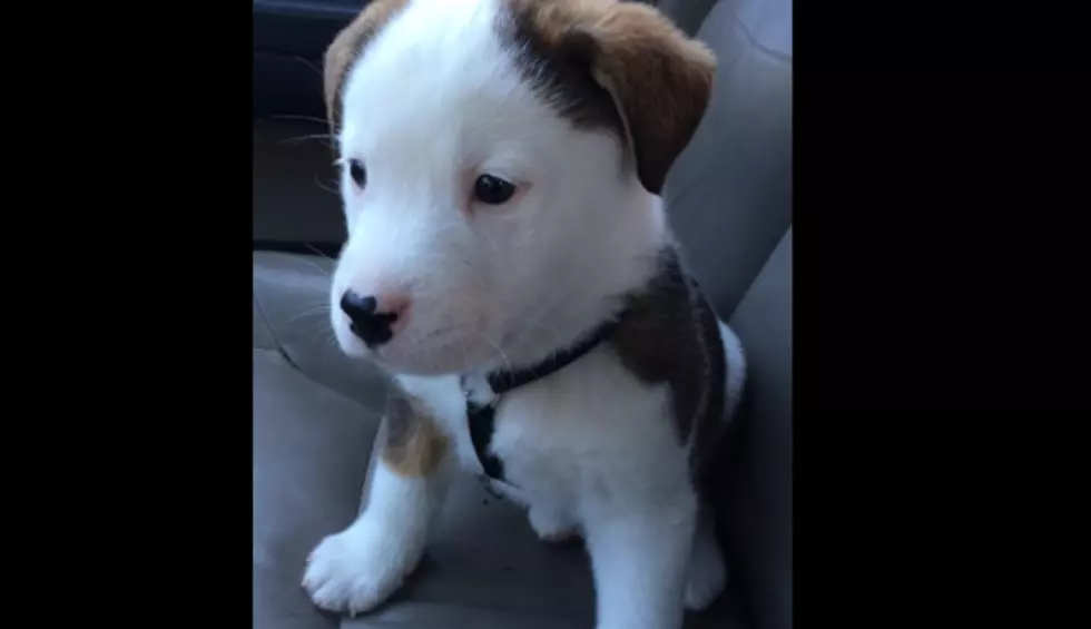 Cute Puppy Named Buck with Hiccups