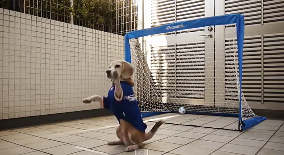 This Beagle May Be a Better Goalkeeper than Hope Solo [VIDEO]