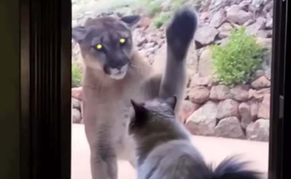 Fearless Cat Stands up to a Ferocious Mountain Lion [VIDEO]