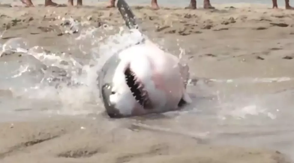Crazy Footage of a Great White Shark That got Beached in Cape Cod [VIDEO]