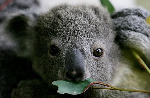 New Great Raft Beer Saves Koala Bears and More
