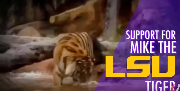 Is Mike The LSU Tiger Out Of The Woods?
