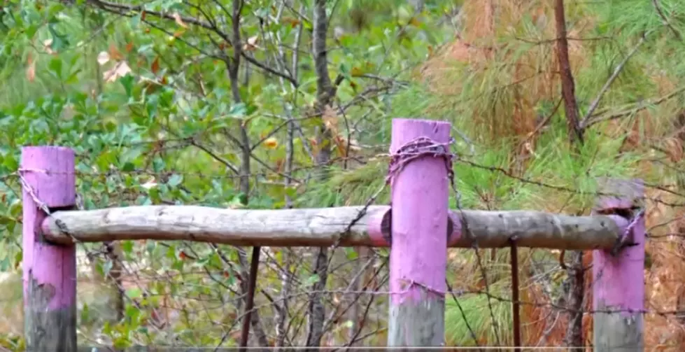 Police Warn If You See Purple Paint In The Woods You Need To Leave Immediately