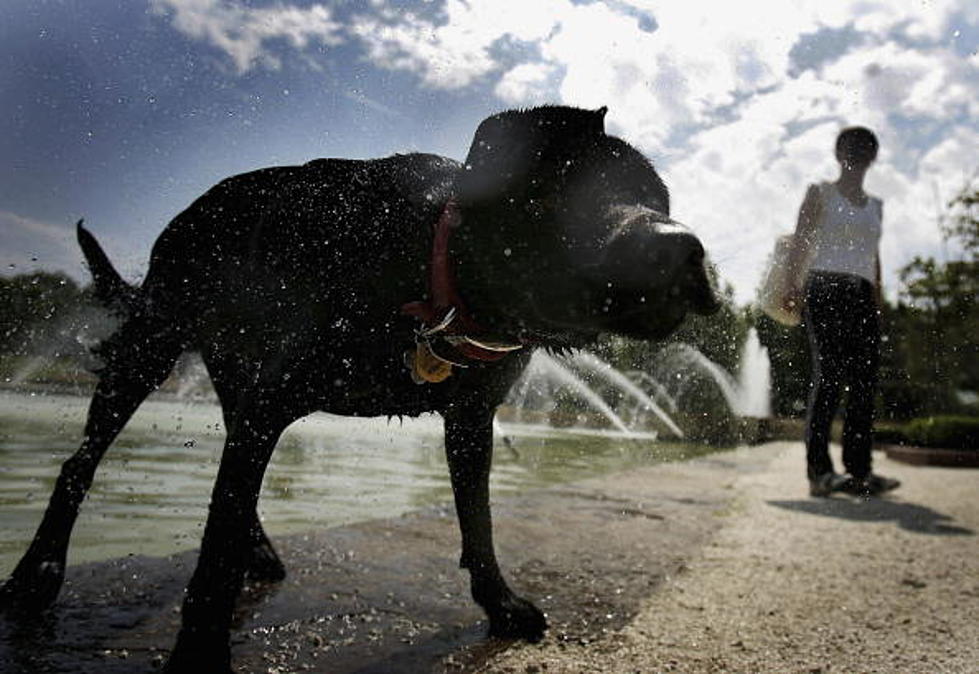 Shreveport Dog Park Set to Open in April
