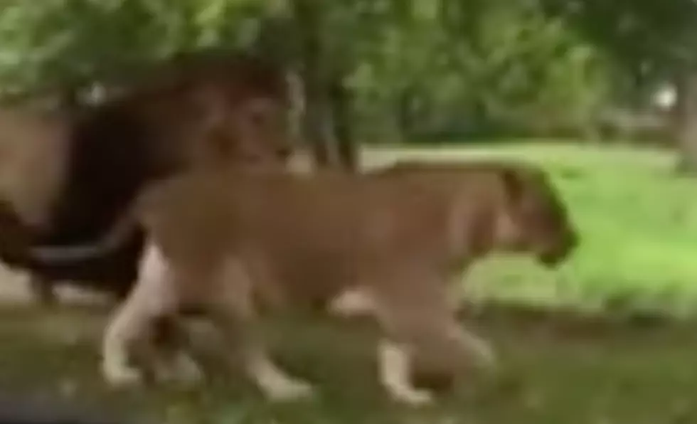 Two Lions Walk Up On Family With Baby, Then Something Nasty Happens