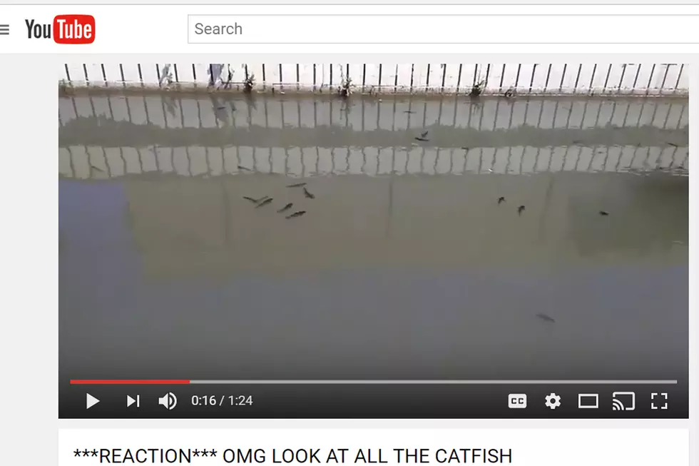 Why Are These Catfish Swimming at the Top of the Water in Benton? [Video]