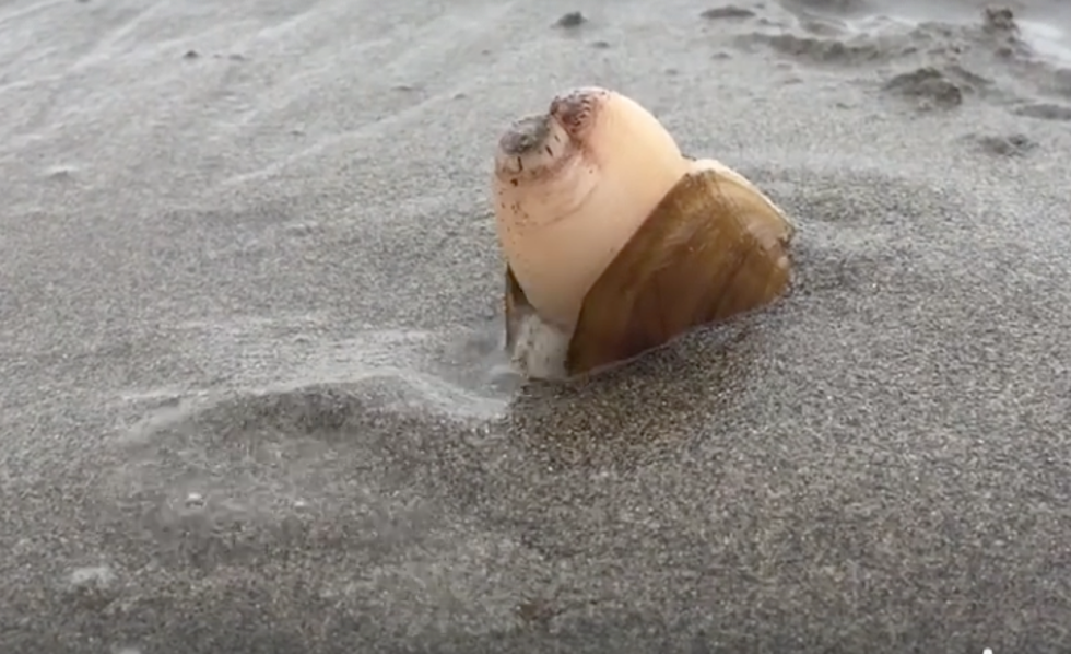 Watch this Cool, Gross, Strange Video of a Clam Burying Itself in the Sand [VIDEO]