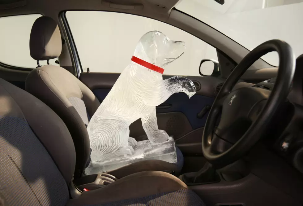 Texas Police Warn People Breaking into Cars to Save Dogs from Heat Could be Hit with Charges