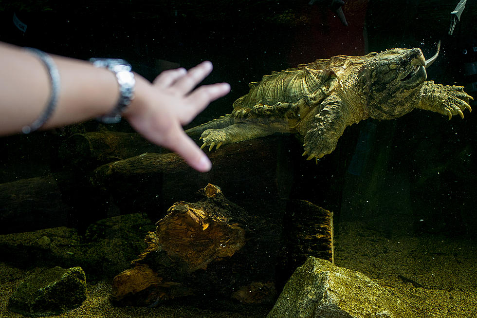 2 Louisiana Men Plead Guilty to Selling Alligator Snapping Turtles in Texas