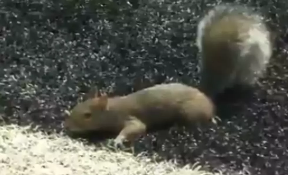 Squirrel Scores a “Touchdown” During a College Game, Crown Goes Nuts [VIDEO]