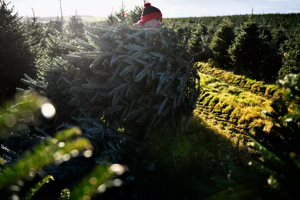 Christmas Trees are More Expensive this Year - Here's Why